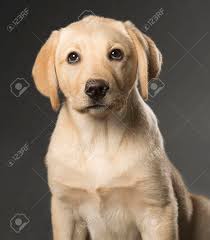 There is no national labrador retriever club in any country that is recognized by its countries registration body that acknowledges the color of silver as an acceptable color for a labrador retriever. Beautiful Labrador Retriever Champagne Colored Isolated On Black Background Stock Photo Picture And Royalty Free Image Image 26819806