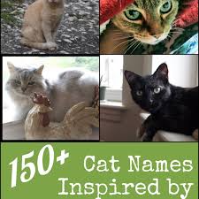 It is essential to take note of what this animal is doing and perhaps find ways to emulate what it is trying to show you. 150 Cool And Unique Cat Names Inspired By Rock Music Songs Pethelpful By Fellow Animal Lovers And Experts