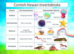 Hewan vertebrata adalah hewan bertulang belakang atau punggung. Hewan Invertebrata Dan Vertebrata Pengertian Ciri Contoh