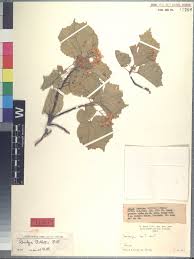 Image result for Stemodiopsis rivae