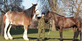 самый большой конь в мире занесенный в книгу гиннеса Top 5 Samaya Bolshaya Loshad V Mire Rejting Samyh Krupnyh Porod I Rekordov