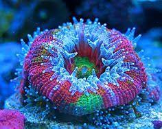 The Ultimate Lighting Customization For Coral Growth That You Didn T Know About Saltwater Tank Salt Water Fish Sea Animals