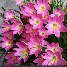 Gambar bunga lily stargazer topik pedia gambar bunga lili animasi merupakan inspirasi dari postingan kami tentang 23 gambar bunga lily bakung terindah 2020 dan sudah saya ringkas untuk. Paket Murah 2 Bunga Lily Bunga Lili Terbaru Agustus 2021 Harga Murah Kualitas Terjamin Blibli