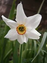 File Narcissus Poeticus Recurvus 06 Jpg Narcissus Daffodil Flower Daffodils