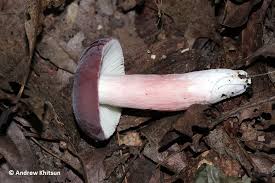 Image result for Russula mariae