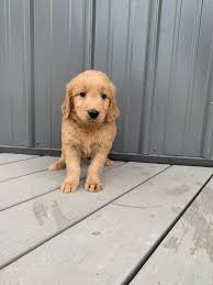 Goldendoodle puppies for sale in illinois. Meet Maggie Female Ica Goldendoodle Puppy For Sale In Tuscola Illinois Goldendoodle Goldendoodlepuppiesforsal Puppies Goldendoodle Puppy Retriever Puppy