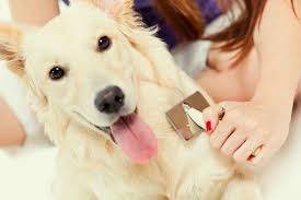 Peluquería para perros y gatos - Vetland