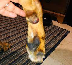 I got something called cut heal and wow did that help. My Boxer Has A Red Swollen Bump On His Carpal Pad I Only Noticed It Yesterday Because It Was Bleeding He S Been Kicking
