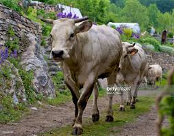 Certified piedmontese is a natural, healthier beef that does not sacrifice flavor or tenderness, especially in shareable cuts such as roasts. Piemontese Cows High Res Stock Photo Getty Images