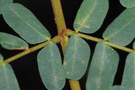 Image result for Limeum pterocarpum