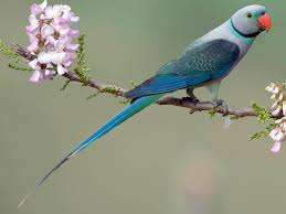 It would have been july 9, 2006 that she could have gotten pregnant. Malabar Parakeet Blue Winged Parakeet Ebird