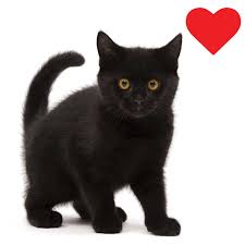 Black Cats Why Are They Considered Bad Luck Catit Uk