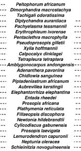 Image result for Xylia africana