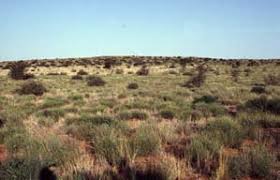 Image result for Sporobolus bechuanicus