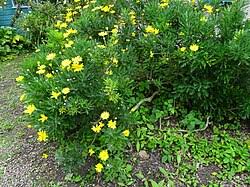 Image result for Euryops chrysanthemoides