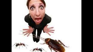 Skip to main navigation skip to main content skip to footer. Roach Control