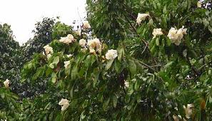 Image result for Baikiaea