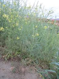 Image result for Sisymbrium burchellii