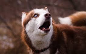 Husky hassled german shorthaired pointer for months & finally got told. Pitsky Dog Breed Info The Pitbull Husky Mix All Things Dogs All Things Dogs