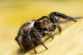 Image result for Bombus pomorum