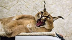 We did not find results for: Caracal Cat Big Floppa Loudest Call Ever Recorded Youtube