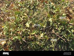 Image result for Oxygonum