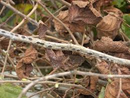 Growing Resistance, Oregon Hazelnuts Battle Blight : The Salt : NPR
