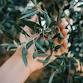 Eltham Farmer's Market — CHIRON ORGANIC event image