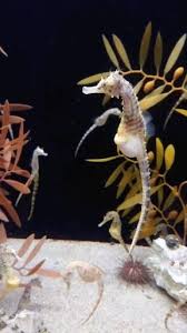 Pin By Jm On Kobe Video In 2020 Seahorse Aquarium Ocean Creatures Animals Beautiful