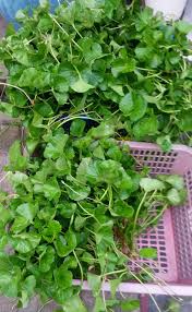 Selamat datang di channel kami yang berisi info. Warisan Petani Pokok Pegaga