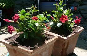 Growing A Dipladenia Plant Learn The Difference Between Dipladenia And Mandevilla Plants Mandevilla Vine Container Flowers