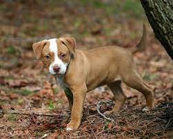 Check spelling or type a new query. Pin By Lindsay Benoit On Pets Pitbulls Pitbull Puppies Puppies And Kitties