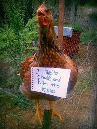 Chicken Shaming Chicken Humor Animal Shaming Funny Animals Cute & hilarious chicken shaming pictures. pinterest