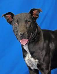 Jefferson County Animal Control Adoption Search Results Animals Animal Control Animal Shelter