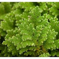 Image result for Azolla filiculoides