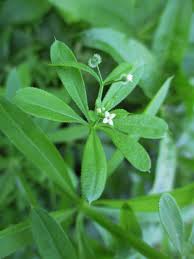 Image result for Pavetta stenosepala