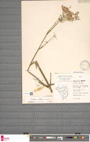 Image result for Hyparrhenia pilgeriana