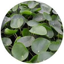 Image result for Pilea johnstonii