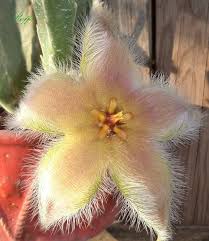 Image result for Stapelia