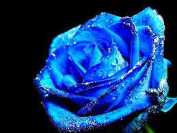 Alexandra farms freeze dried garden roses with celine. Love Flowers Blue Rose Tattoos Blue Roses Wallpaper Beautiful Rose Flowers