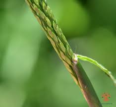 Image result for Digitaria debilis