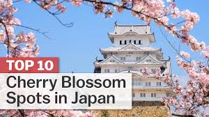 Cherry blossoms hold elevated status in china, signifying love and the female mystique (beauty, strength and sexuality), but nowhere in the world are the elusive flowers more cherished than in japan, home to thousands of cherry blossom trees. Japan Tourism Industry Blooms As Cherry Trees Draw Visitors The National