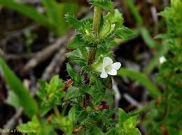 Image result for Plantaginaceae