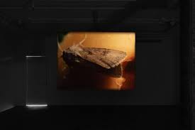 Bildergebnis für Kobby Adi