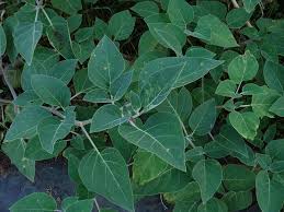 Image result for Datura inoxia