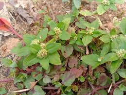 Image result for Spermacoce