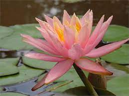Pin On Water Garden Pond Plants