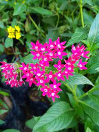 The white heart of the flowers contrasts with the pink and red outer shading of the tiny flowers tattoo. Pink Dwarf Ixora Coccinea Flower Plants Tiny Flowers Beautiful Flowers