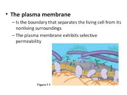 We did not find results for: Function Of Plasma Membrane Tutor Pace