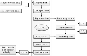 Flow chart blood circulation through the heart. Jaypeedigital Ebook Reader